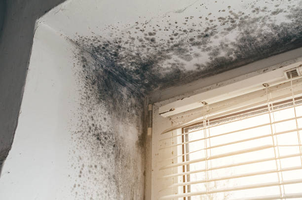 Trusted Bathroom Mold Removal service in Peapack, NJ - Cheap Mold Removal