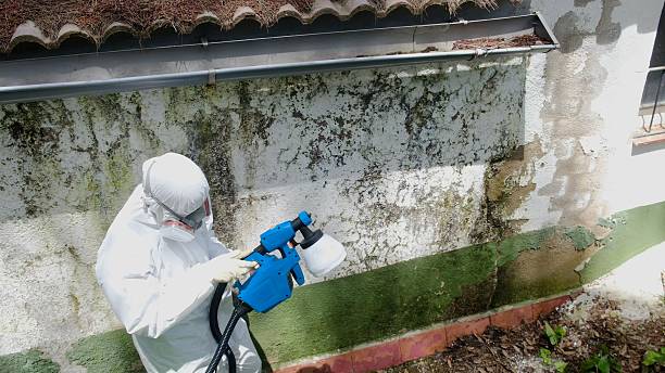 Trusted Crawl Space Mold Removal service in Peapack, NJ - Cheap Mold Removal
